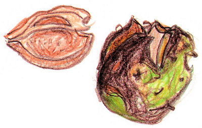 Chestnut Pods