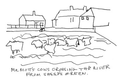 Mr Motts cows
      crossing daily for milking.