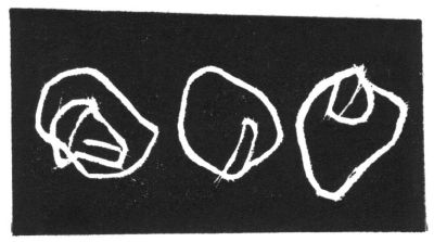 Chestnuts in Huntingdon Rd